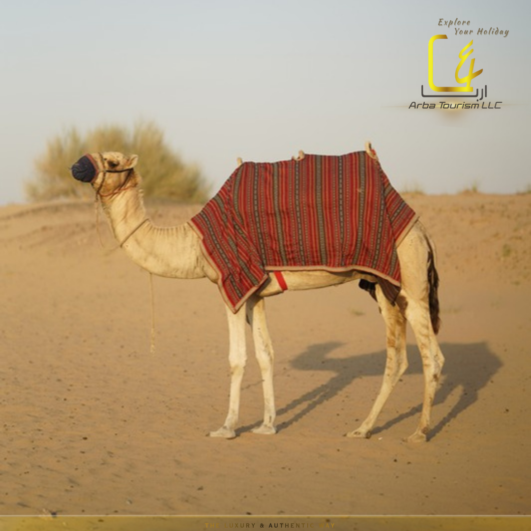 Morning Safari Abu Dhabi